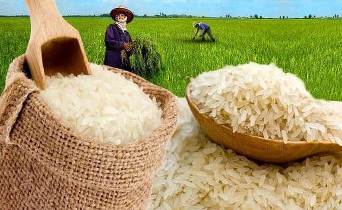قیمت برنج دُمسیاه، طارم و هاشمی در میادین میوه و تره بار چند است؟