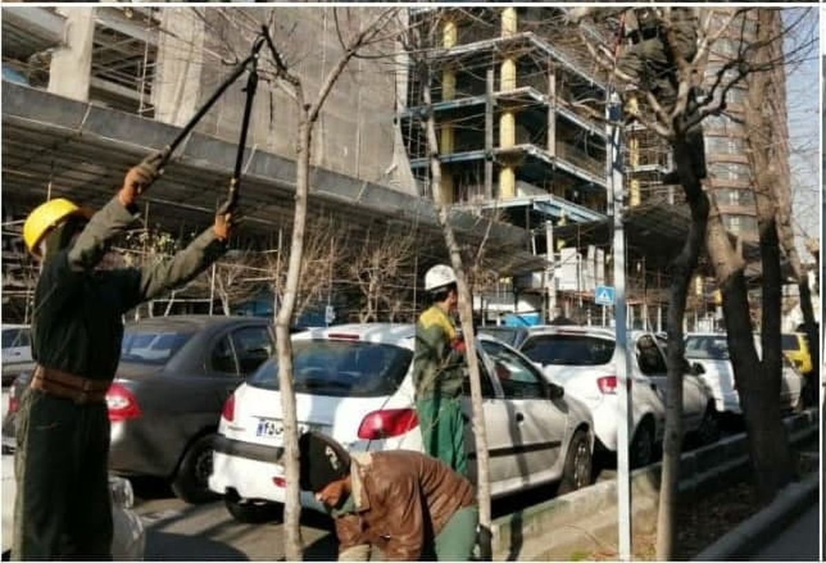 هرس و فرم دهی درختان در فضاهای سبز شهری منطقه ۶