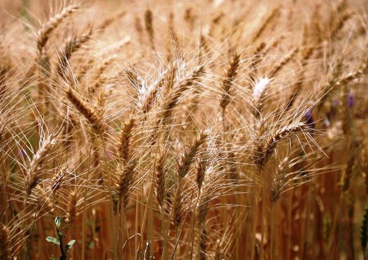 کاهش ۳۰ درصدی هدررفت آب با فناوریهای نوین