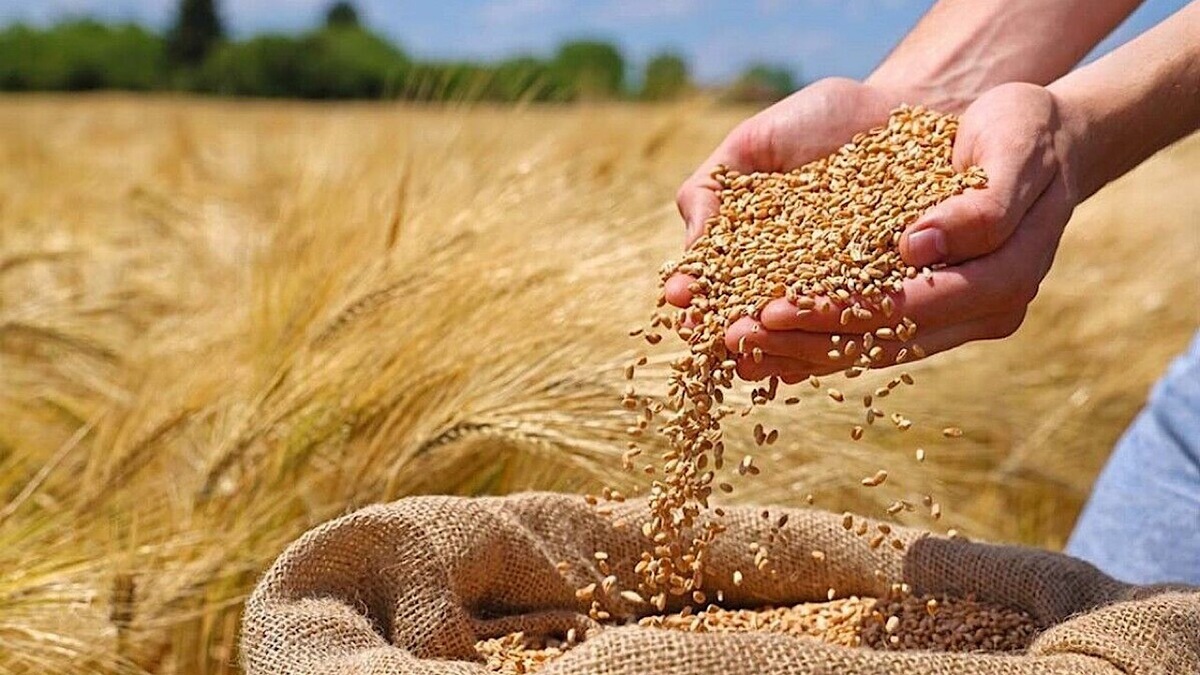 دولت بدنبال روشهای جایگزین خرید تضمینی گندم است