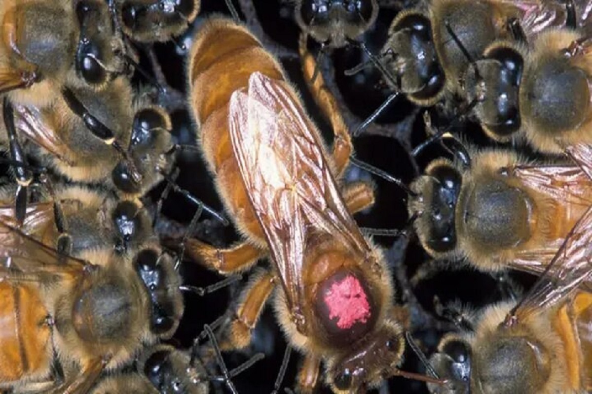 چرا زنبورهای عسل علیه ملکه خود شورش میکنند؟