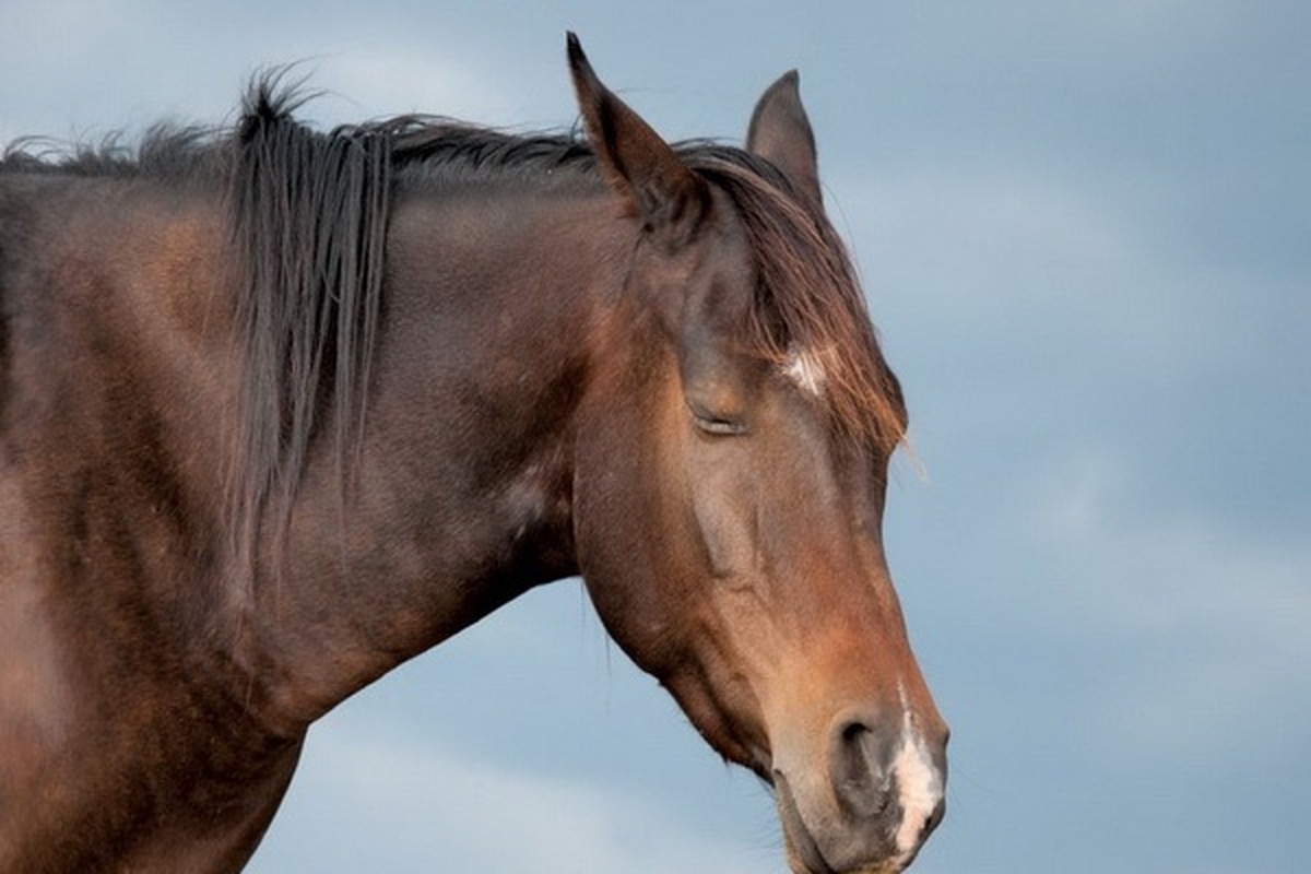 دلیل ایستاده خوابیدن اسب ها چیست؟!